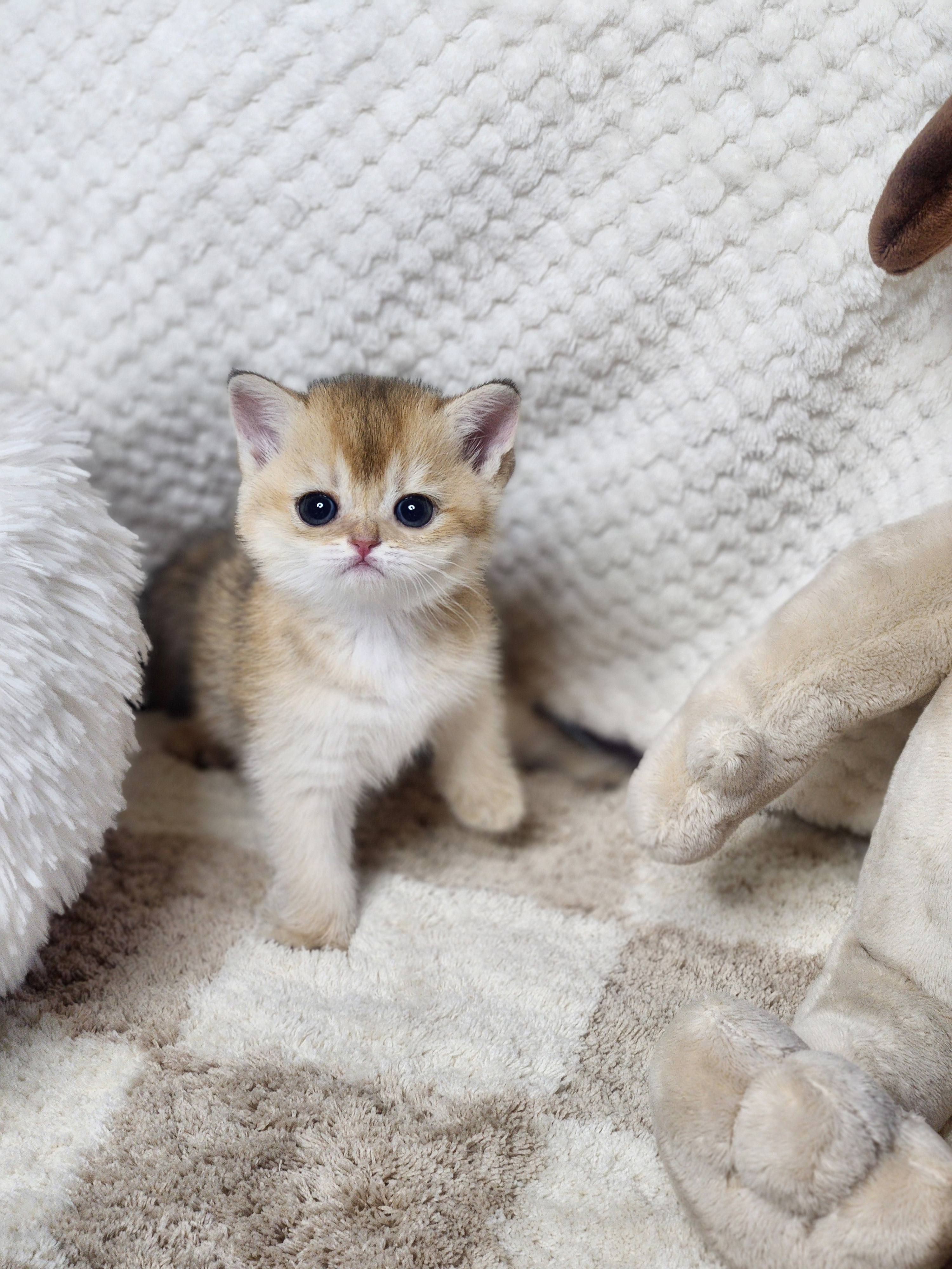 브리티쉬숏헤어분양